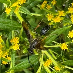 Brown-legged Grass-carrying Wasp thumbnail 4