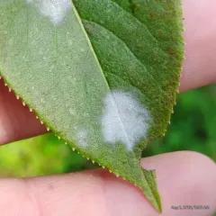 Rose Powdery Mildew thumbnail 1