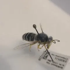 Bembix amoena thumbnail 3