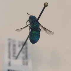 Chrysurissa densa thumbnail 2