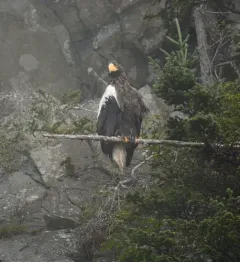 Steller's Sea-Eagle thumbnail 1