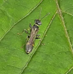 Mellinus bimaculatus thumbnail 4