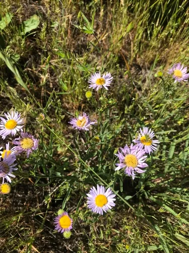 Willamette Fleabane