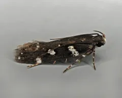Six-spotted Aroga Moth thumbnail 3
