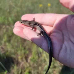 Prairie Skink thumbnail 4
