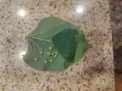Bigleaf Linden thumbnail 2
