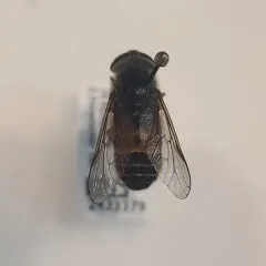 Hybomitra captonis thumbnail 2