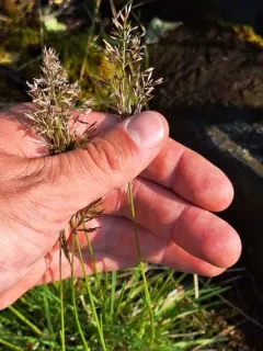 Shortleaf Hairgrass thumbnail 2