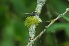 slender orange-bush thumbnail 3