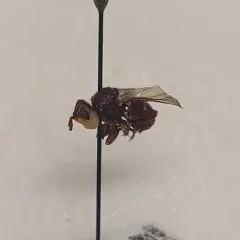 Myopa clausa thumbnail 4