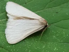 Immaculate Idia Moth thumbnail 3