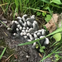 dead man's fingers thumbnail 1