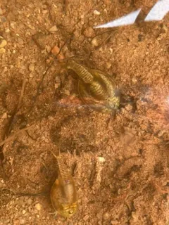Arctic Tadpole Shrimp thumbnail 2