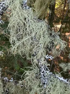 Usnea barbata thumbnail 3