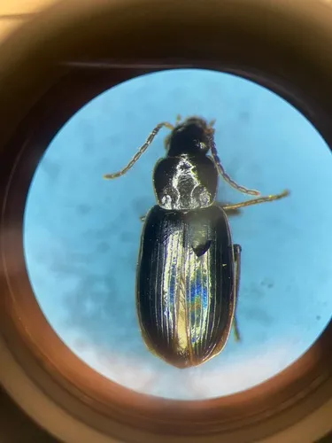 Double-edged Harp Ground Beetle
