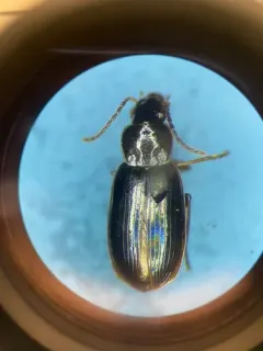 Double-edged Harp Ground Beetle thumbnail 1