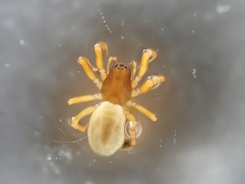 Porrhomma convexum