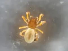 Porrhomma convexum thumbnail 1
