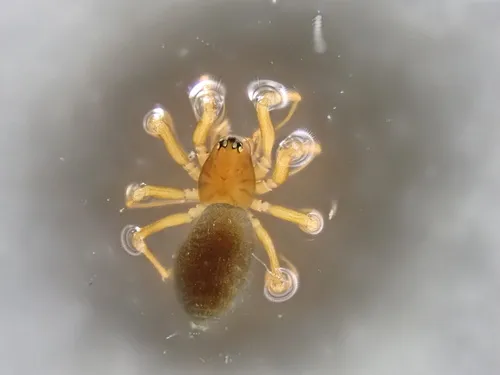 Scotinotylus allocotus