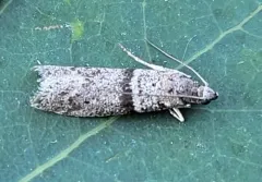 Myelopsis minutulella thumbnail 4
