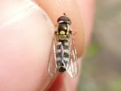 Spotted Roundtail thumbnail 3