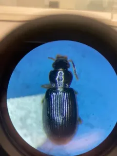 Small California Harp Ground Beetle thumbnail 4