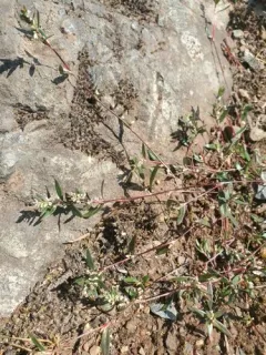 Nuttall's Knotweed thumbnail 2