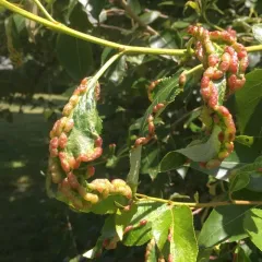 Bead-like Cottonwood Gall aphid thumbnail 2