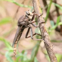 Proctacanthus philadelphicus thumbnail 3