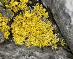Yellow Lichen thumbnail 3