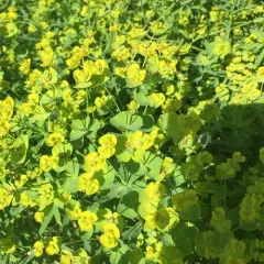 slender leafy spurge thumbnail 4