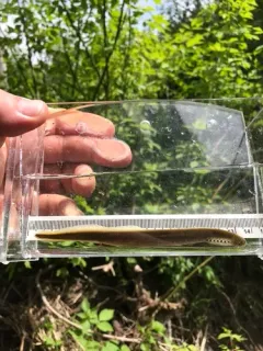 Northern Brook Lamprey thumbnail 2