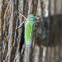 Tylozygus bifidus thumbnail 3