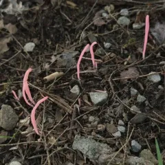 Rose Spindles thumbnail 2