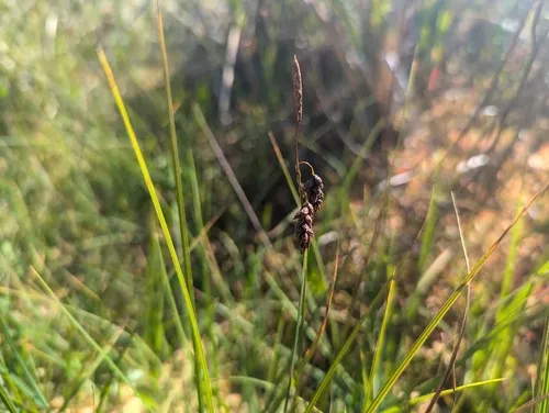 Several-flowered Sedge