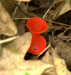 stalked scarlet cup thumbnail 1