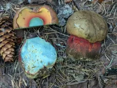 Mountain Satan's Bolete thumbnail 3
