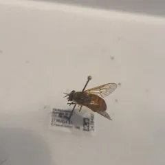Golden Deer Fly thumbnail 4