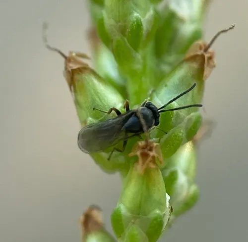 Pseudometagea montana