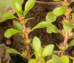 Water-purslane thumbnail 3