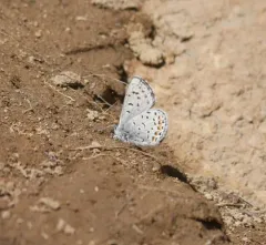Columbian Blue thumbnail 4