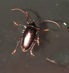 Tooth-necked Longhorn Beetle thumbnail 2