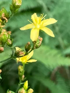 Hairy St John's-wort thumbnail 2