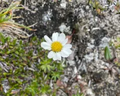 Entireleaf Daisy thumbnail 2