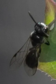 Psenulus frontalis thumbnail 3