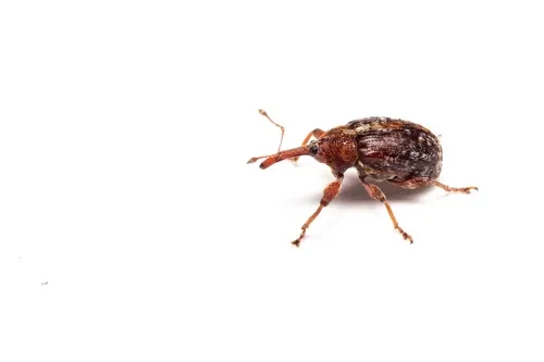 Coccotorus scutellaris