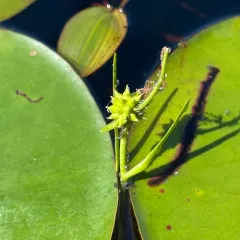 Small Bur-reed thumbnail 3