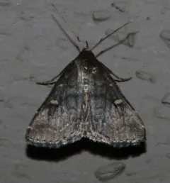 Smoky Tetanolita Moth thumbnail 2