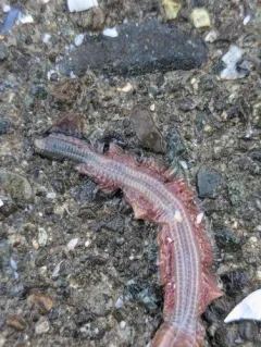 Clam Worm thumbnail 3