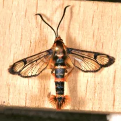 Douglas-fir Pitch Moth thumbnail 2